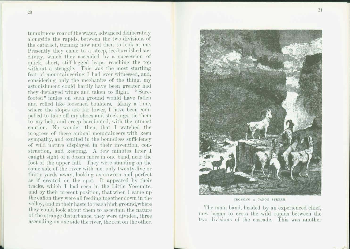 THE WILD SHEEP 1881.vist0017g